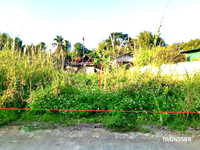 ขายที่ดิน : ที่ดินว่างเปล่า 86 ตร.วา แม่จัน เชียงราย 328,000