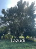 listing thumbnail image 22