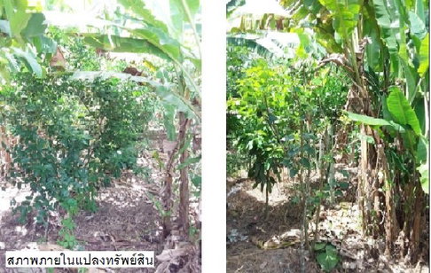 ที่ดินว่างเปล่า 105 ตร.วา เขาพนม-กระบี่ เขาพนม กระบี่ 640,000