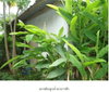 listing thumbnail image 6