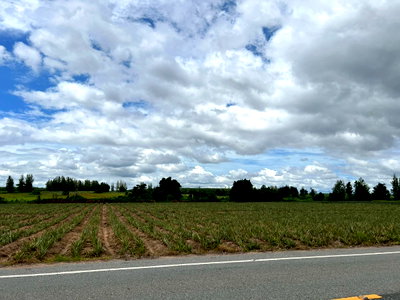 Land for sale Chonburi : Land for sale, 86-0-42 rai, adjacent to Rural Highway No. 3083. Zoned light purple with white dots. Near Rojana Industrial Park Chonburi 2 (Bowin 2).