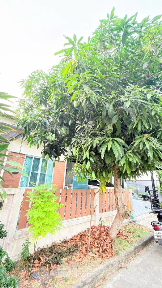 รูป บ้านเดี่ยว 2 ห้องนอน ขนาด 68 ตร.ม. ขายบ้าน ลำผักชี หนองจอก กรุงเทพ (ID 2716490) - รูปที่ 3/10