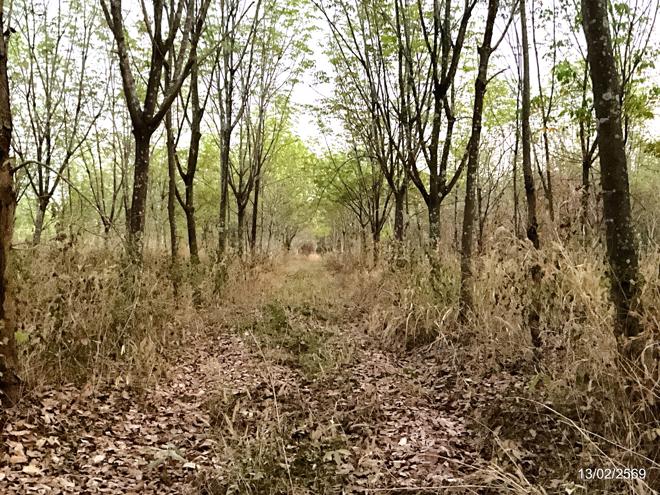รูป ที่ดินว่างเปล่า 16300 ตร.วา ศรีบุญเรือง หนองบัวลำภู 3.2M - รูปที่ 6/15