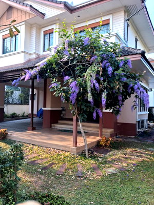 ขายบ้านเดี่ยว : บ้านเดี่ยว เศรษฐสิริ ถนนใหญ่เสรีไทย โทร 099 405 5324