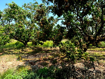 Land for sale Chiang Mai : Urgent Sale – Longan Orchard Land in a Good Location  Land area 12 Rai 2 Ngan 13 Sq.wah Located in Hang Dong District, Chiang Mai, Thailand.
