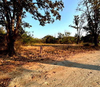Land for sale Chiang Mai : Land for sale! Huaysai ,Sankampang ,Chiangmai 