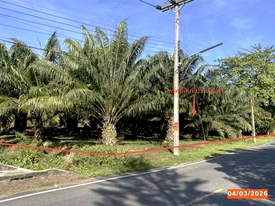 ขายที่ดิน : ที่ดินว่างเปล่า 1133 ตร.วา ฉวาง นครศรีธรรมราช 11.1M