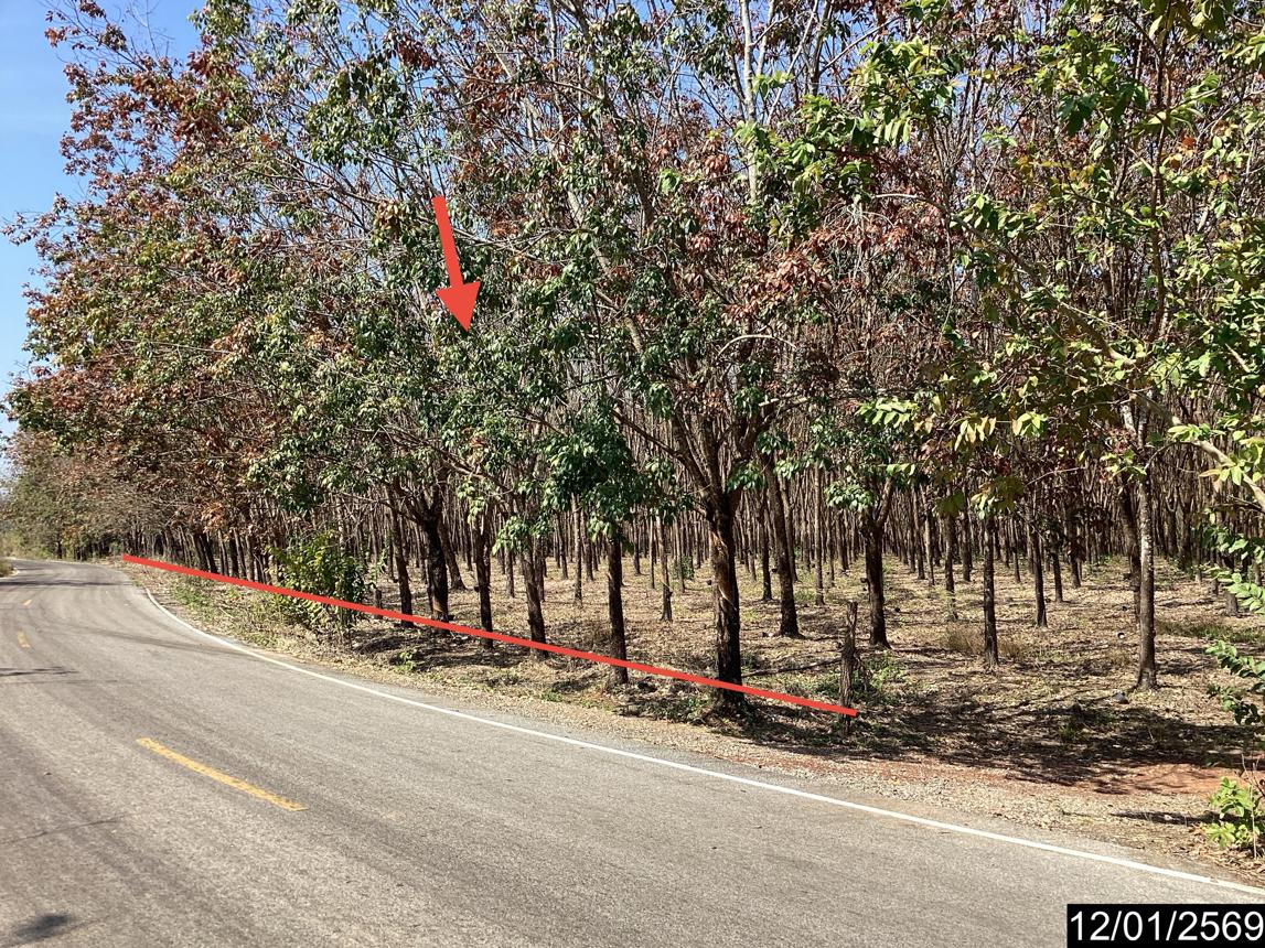 รูป สวนเกษตร 11227 ตร.วา เมืองบึงกาฬ บึงกาฬ 7M - รูปที่ 13/25