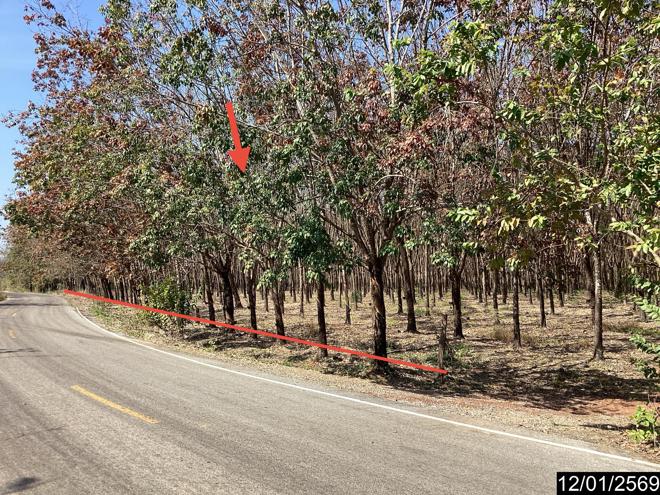 รูป สวนเกษตร 11227 ตร.วา เมืองบึงกาฬ บึงกาฬ 7M - รูปที่ 2/25