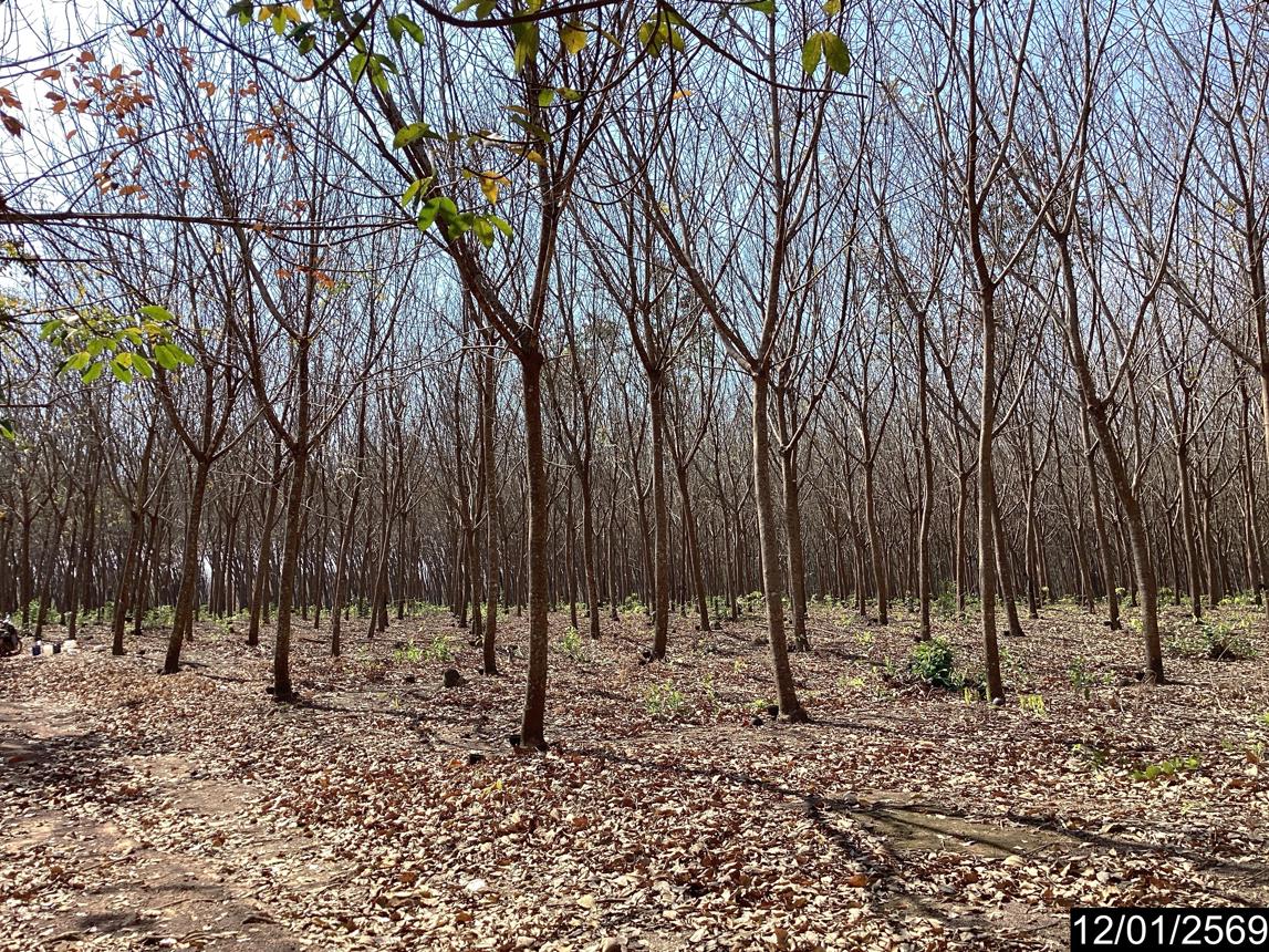 รูป สวนเกษตร 11227 ตร.วา เมืองบึงกาฬ บึงกาฬ 7M - รูปที่ 21/25