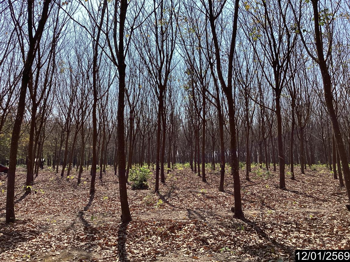 รูป สวนเกษตร 11227 ตร.วา เมืองบึงกาฬ บึงกาฬ 7M - รูปที่ 19/25