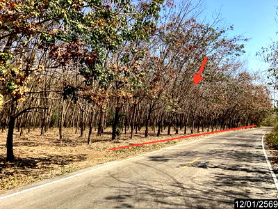 ขายที่ดิน : สวนเกษตร 11227 ตร.วา เมืองบึงกาฬ บึงกาฬ 7M