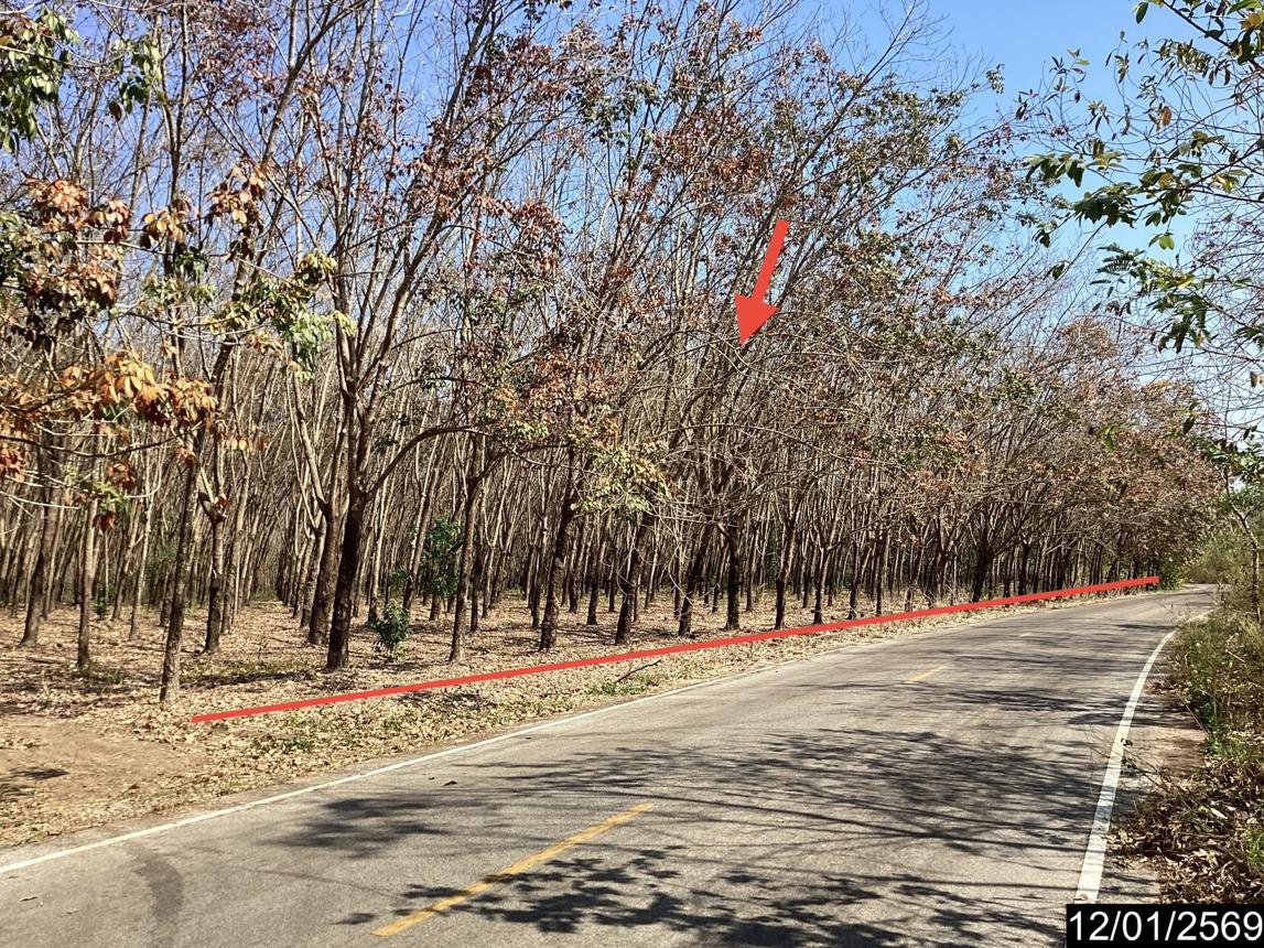 รูป สวนเกษตร 11227 ตร.วา เมืองบึงกาฬ บึงกาฬ 7M - รูปที่ 14/25