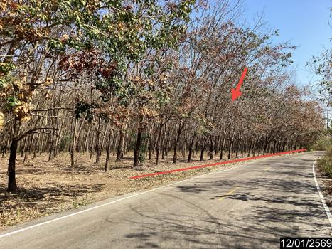 รูป สวนเกษตร 11227 ตร.วา เมืองบึงกาฬ บึงกาฬ 7M - รูปที่ 22/25