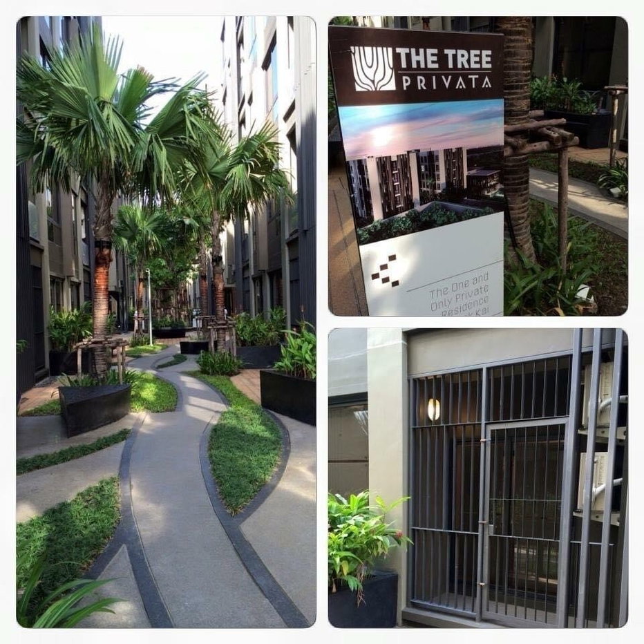 picture THE TREE                       PRIVATA  - 3/12