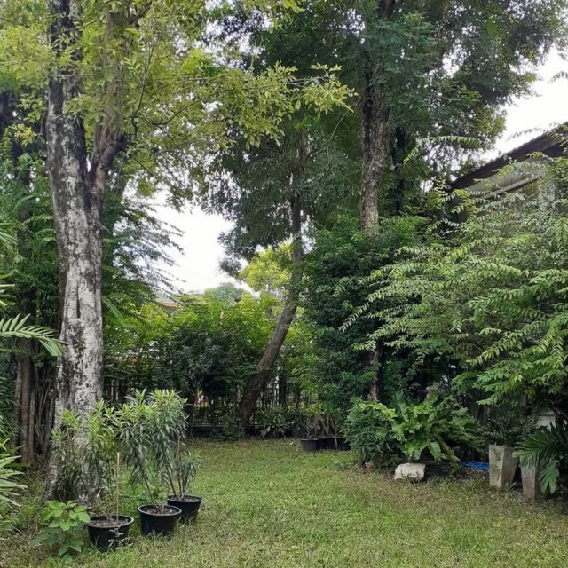 รูป ND0471  ให้เช่า บ้านเดี่ยว สัมมากร รามคำแหง 112 🌿  - รูปที่ 15/16