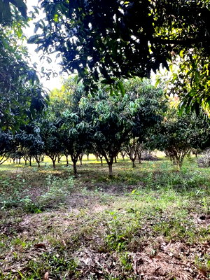 ที่ดิน สำนักงานขนส่งจังหวัดเชียงใหม่ : ขายที่ดิน ขนาด 46.9 ตร.ม. ในซอบเหมาะคะ อ.หางดง จ.เชียงใหม่ (ID 2821704)