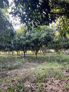 ขายที่ดิน ขนาด 46.9 ตร.ม. ในซอบเหมาะคะ อ.หางดง จ.เชียงใหม่ (ID 2821704)