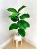 listing thumbnail image 8