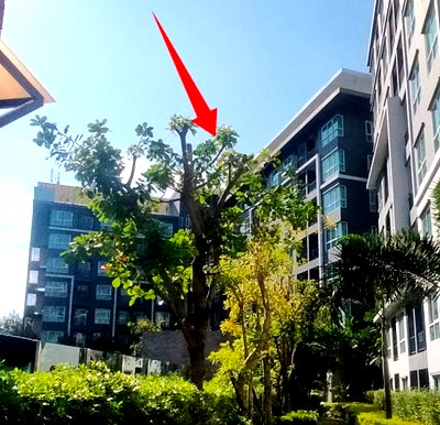 Condos for sale : CONDO 31.86 Sq.m. Muang Nakhon Ratchasima Nakhon Ratchasima for 2M