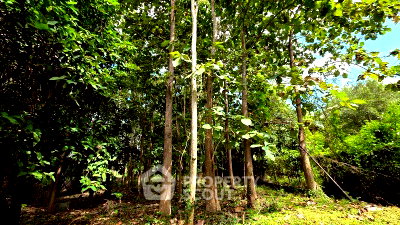 Land for sale Chiang Mai : Land For Sale In Mae Raem, Mae Rim, Chiang Mai (8.5M THB) (ID 2836232)