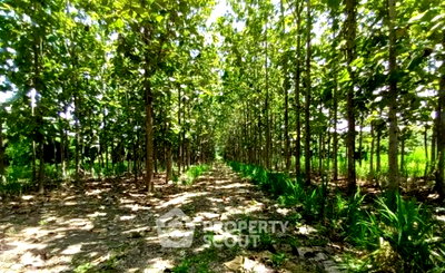 ที่ดิน สำนักงานขนส่งจังหวัดเชียงใหม่ : ขายที่ดิน 3,899 ตร.ม. ทำเลช้างเผือก เมืองเชียงใหม่ เชียงใหม่ (ID 2830387)