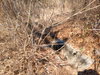 listing thumbnail image 7
