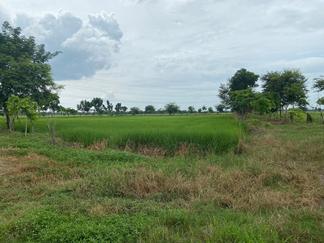 รูป ขายที่ดินหนองจอก ถนนมิตรไมตรี6  ที่สวยติดถนนลาดยาง  มีสะพานข้ามคลอง - รูปที่ 6/6