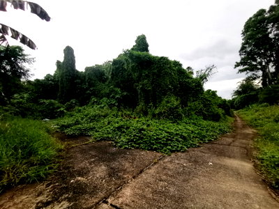 ที่ดินเปล่า 2436 ตร.วา รัษฎา ภูเก็ต เมืองภูเก็ต ภูเก็ต