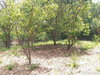 listing thumbnail image 35