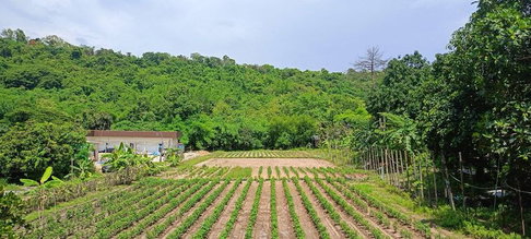 ขายที่ดินบ่อวิน ศรีราชา ชลบุรี แปลงสวย ทำเลดี ติดภูเขา