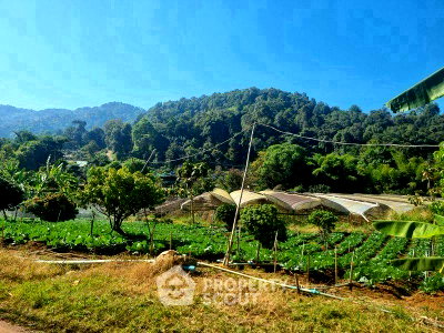 Land for sale Chiang Mai : Land For Sale At Queen Sirikit Botanic Garden, Mae Rim (ID 2879077)