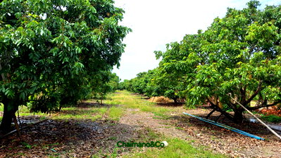 Land for sale Chiang Mai : Land for Sale: Great Value with Longan Orchard Located:Makham Luang, San Pa Tong, Chiang Mai. Total Area: 8 Rai, 3 Ngan, 56 Sq. Wah 