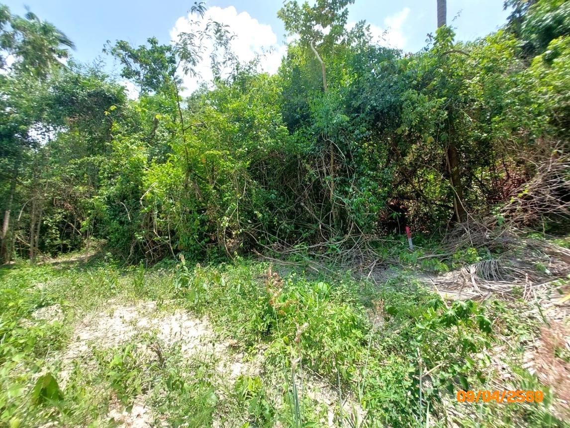picture LAND 2986 Sq.w. Ko Samui Surat Thani for 20.9M - 8/13