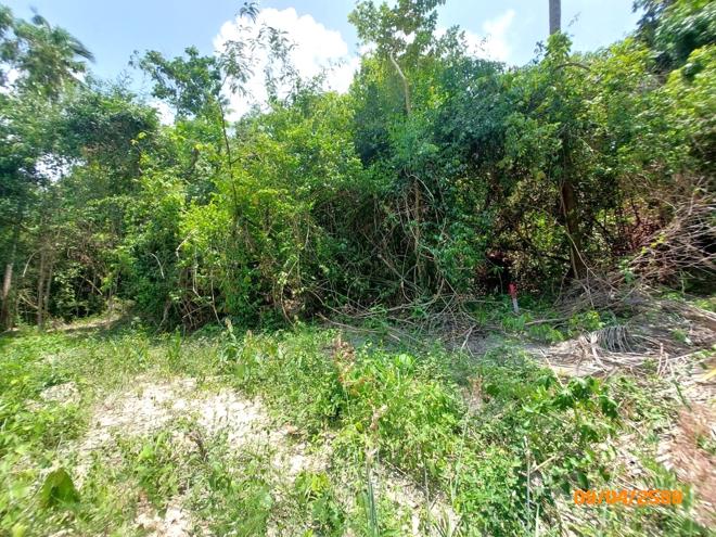 picture LAND 2986 Sq.w. Ko Samui Surat Thani for 20.9M - 4/13
