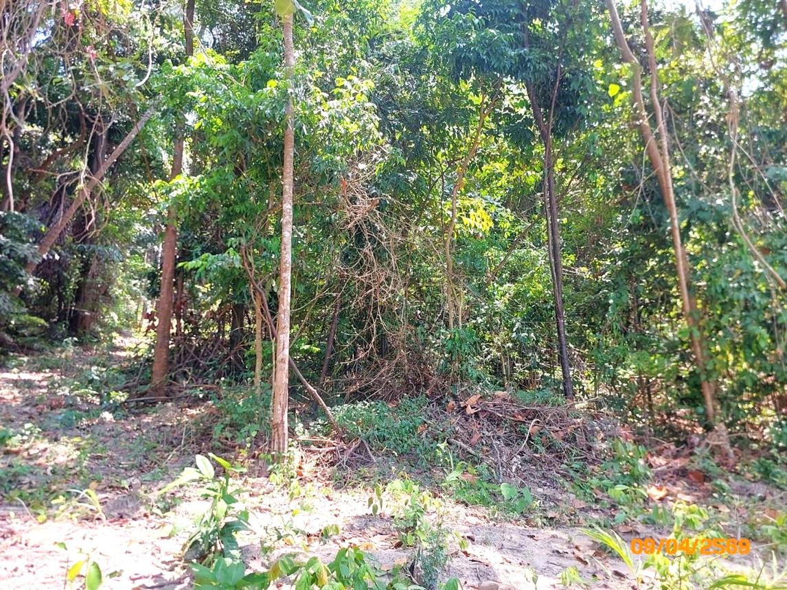 picture LAND 2986 Sq.w. Ko Samui Surat Thani for 20.9M - 9/13
