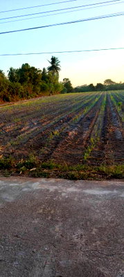 ที่ดิน ลานสัก อุทัยธานี : ขายที่ดินสวยติดถนน อำเภอลานสัก อุทัยธานี เดินทางสะดวก ใกล้แหล่งท่องเที่ยว