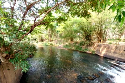 Land for sale Tha Pla Uttaradit : (Sell land with produce and receive income immediately. 80,000-100,000 baht/month)   Rubber plantation land for sale with economic crops, 27 rai