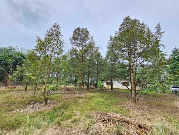 picture Fruit orchard for sale, mixed crop, Tha Mai District, Chanthaburi. Title deed ready for transfer. - 6/12