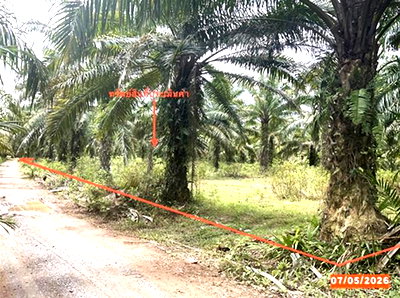 ขายที่ดิน : ที่ดินว่างเปล่า 3169 ตร.วา ทุ่งสง นครศรีธรรมราช 1.8M