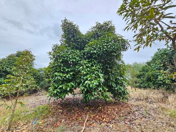 picture Fruit orchard for sale, mixed crop, Tha Mai District, Chanthaburi. Title deed ready for transfer. - 9/12