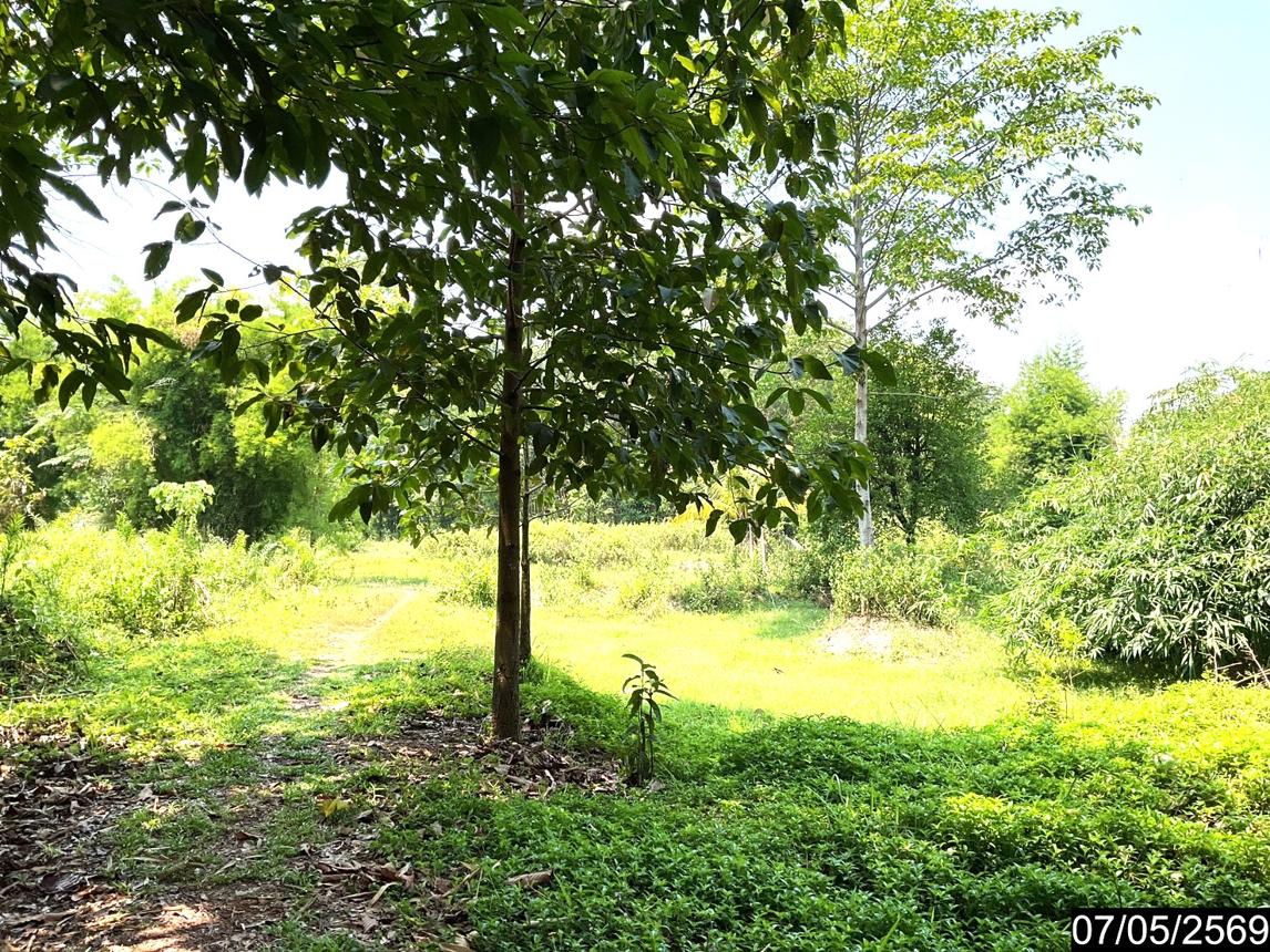 picture LAND 2302 Sq.w. Nongkai for 7.8M - 18/25