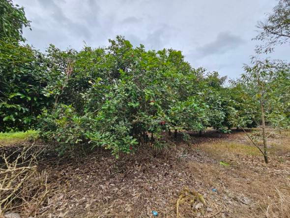 picture Fruit orchard for sale, mixed crop, Tha Mai District, Chanthaburi. Title deed ready for transfer. - 10/12