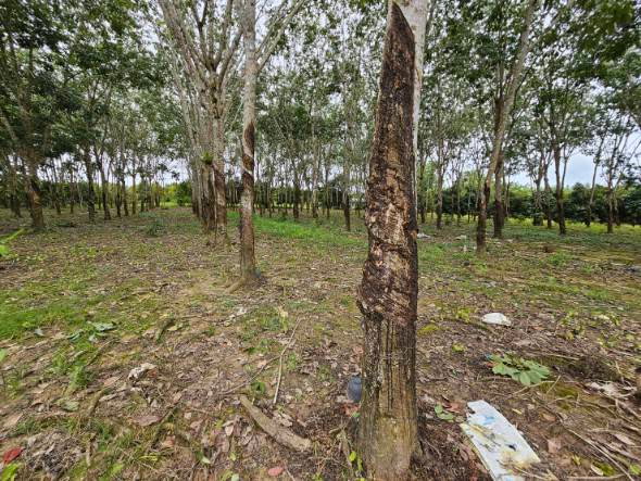 picture Fruit orchard for sale, mixed crop, Tha Mai District, Chanthaburi. Title deed ready for transfer. - 11/12