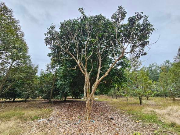 picture Fruit orchard for sale, mixed crop, Tha Mai District, Chanthaburi. Title deed ready for transfer. - 8/12