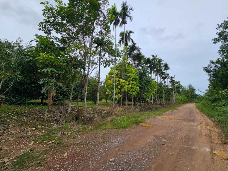 picture Fruit orchard for sale, mixed crop, Tha Mai District, Chanthaburi. Title deed ready for transfer. - 1/12