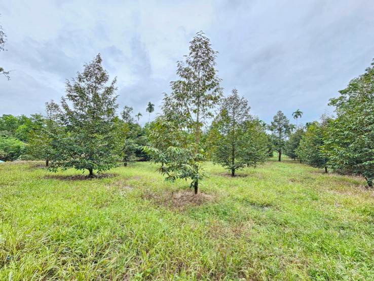 picture Fruit orchard for sale, mixed crop, Tha Mai District, Chanthaburi. Title deed ready for transfer. - 5/12