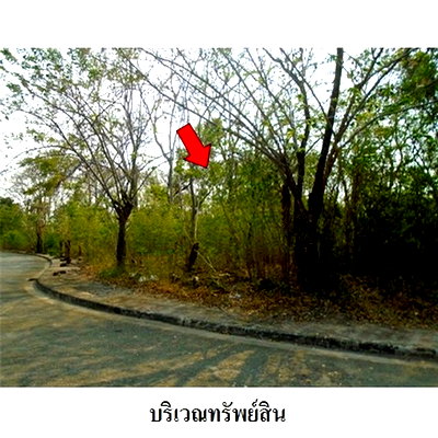 Land for sale Srithai Engineering Products : FOR SALE  LAND PROPERTY  13166000 BAHT.