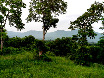 ที่ดิน นครราชสีมา (โคราช) : ขายที่วังไทร เขาใหญ่ ที่บนเนิน 3.5ไร่ ใกล้ My ozone Movenpick khaoyai ถนนกว้างไฟฟ้าผ่านหน้าที่ วิวเขาสวยมาก หลังพิงเขา แถมที่ครอบครอง12ไร่ ปากช่อง