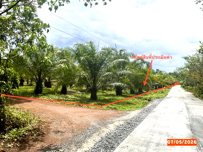 Land for sale : LAND 4886 Sq.w. Thung Song Nakhon Sri Thammarat for 3.2M